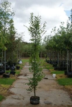 Haagbeuk Als Boom (Carpinus Betulus 'Fastigiata') -Aanbiedingen Groene Hekken Winkel 20120213162014 25 1