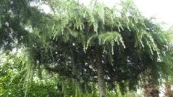 Ceder Als Dakboom (Cedrus Deodara 'Pendula') -Aanbiedingen Groene Hekken Winkel 20120213162209 3 2