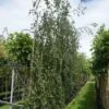Treurbeuk (Fagus Sylvatica 'Pendula') -Aanbiedingen Groene Hekken Winkel 20120213162428 14