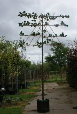 Leilinde (Tilia Vulgaris 'Pallida') 8 Leilinde (Tilia Vulgaris 'Pallida') -Aanbiedingen Groene Hekken Winkel 20120213163129 12