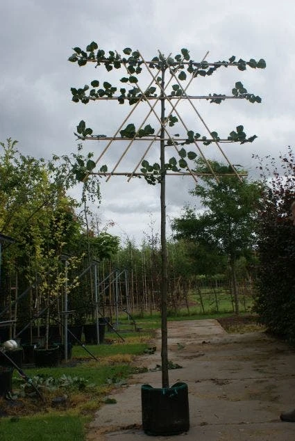 Leilinde (Tilia Vulgaris 'Pallida') 5 Leilinde (Tilia Vulgaris 'Pallida') - Afbeelding 3