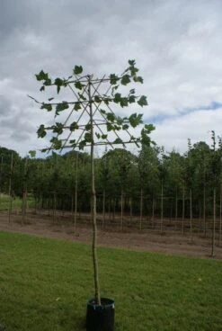 Leiplataan (Platanus Hispanica) -Aanbiedingen Groene Hekken Winkel 20120213163331 12