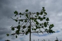 Leiplataan (Platanus Hispanica) -Aanbiedingen Groene Hekken Winkel 20120213163531 12
