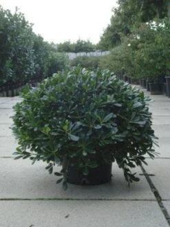 Australische Laurier (Pittosporum Tobira 'Nanum') -Aanbiedingen Groene Hekken Winkel 20120213163910 8