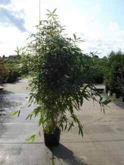 Bamboe (Phyllostachys Aurea) -Aanbiedingen Groene Hekken Winkel 20120213164824 13