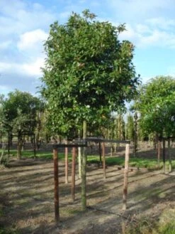 Glansmispel Als Boom (Photinia Fraseri 'Red Robin') 17 Glansmispel Als Boom (Photinia Fraseri 'Red Robin') -Aanbiedingen Groene Hekken Winkel 20120214125941 9 1