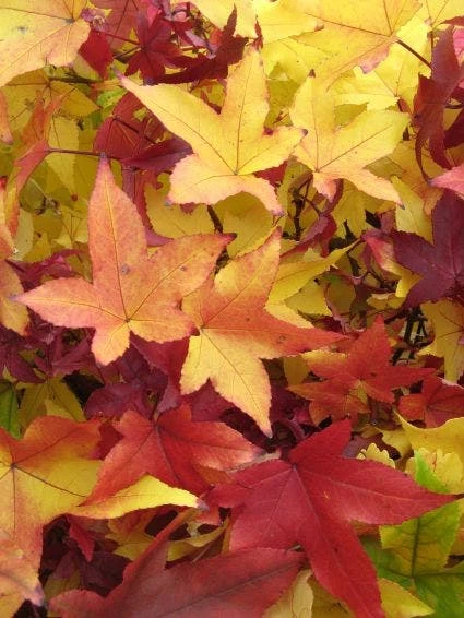 Amberboom Als Dakboom (Liquidambar Styraciflua) 5 Amberboom Als Dakboom (Liquidambar Styraciflua) - Afbeelding 3