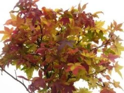 Amberboom (Liquidambar 'Gum Ball') 28 Amberboom (Liquidambar 'Gum Ball') -Aanbiedingen Groene Hekken Winkel 20120214132928 10