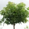 Amberboom (Liquidambar 'Gum Ball') -Aanbiedingen Groene Hekken Winkel 20120214133029 10 1
