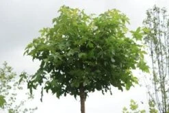 Amberboom (Liquidambar 'Gum Ball')