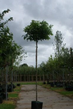Amberboom (Liquidambar 'Gum Ball') 23 Amberboom (Liquidambar 'Gum Ball') -Aanbiedingen Groene Hekken Winkel 20120214133049 10