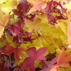 Amberboom (Liquidambar Styraciflua 'Worplesdon') -Aanbiedingen Groene Hekken Winkel 20120214133347 20 1 1