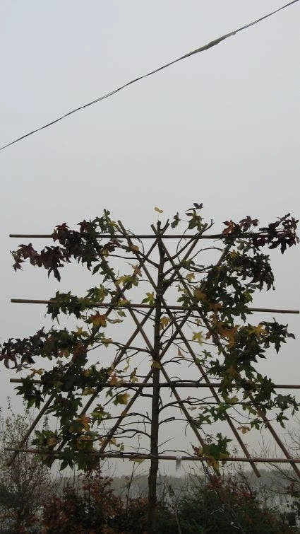 Amberboom Als Leiboom (Liquidambar Styraciflua) 7 Amberboom Als Leiboom (Liquidambar Styraciflua) - Afbeelding 5