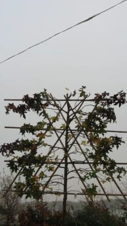 Amberboom Als Leiboom (Liquidambar Styraciflua) 19 Amberboom Als Leiboom (Liquidambar Styraciflua) -Aanbiedingen Groene Hekken Winkel 20120214133547 7