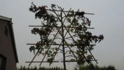 Amberboom Als Leiboom (Liquidambar Styraciflua) 20 Amberboom Als Leiboom (Liquidambar Styraciflua) -Aanbiedingen Groene Hekken Winkel 20120214133609 7