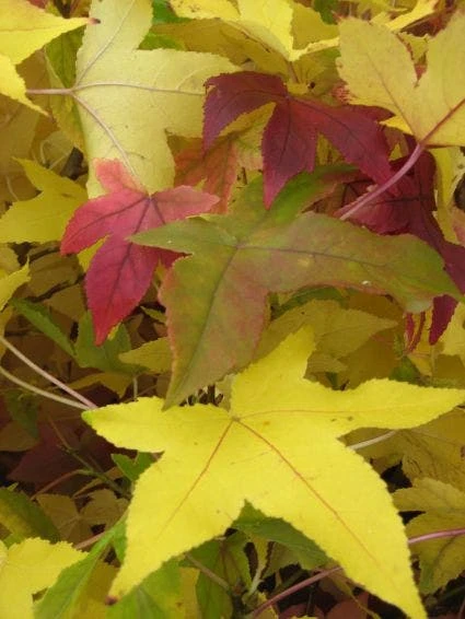 Amberboom Als Leiboom (Liquidambar Styraciflua) 9 Amberboom Als Leiboom (Liquidambar Styraciflua) - Afbeelding 7