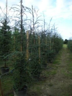 Schijnbeuk (Nothofagus Antarctica) 11 Schijnbeuk (Nothofagus Antarctica) -Aanbiedingen Groene Hekken Winkel 20120214134552 10