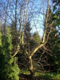 Schijnbeuk (Nothofagus Antarctica) 10 Schijnbeuk (Nothofagus Antarctica) -Aanbiedingen Groene Hekken Winkel 20120214134607 10