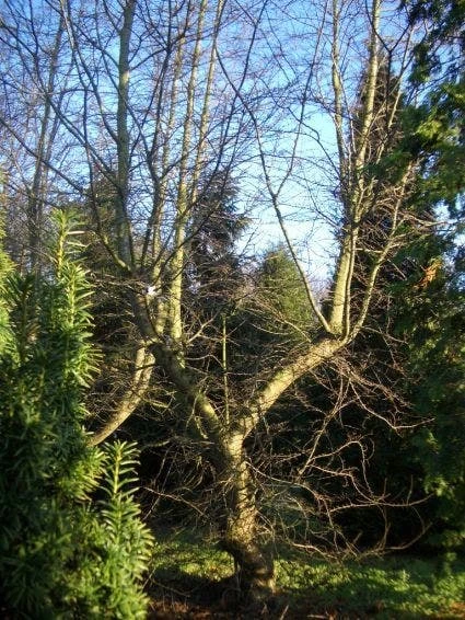 Schijnbeuk (Nothofagus Antarctica) 6 Schijnbeuk (Nothofagus Antarctica) - Afbeelding 4