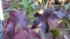 Amberboom Als Struik (Liquidambar Styraciflua 'Worplesdon') 10 Amberboom Als Struik (Liquidambar Styraciflua 'Worplesdon') -Aanbiedingen Groene Hekken Winkel 20120214135142 5