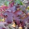 Amberboom Als Leivorm (Liquidambar Styraciflua 'Worplesdon') -Aanbiedingen Groene Hekken Winkel 20120214135328 2 1