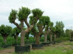 Witte Moerbei (Morus Alba) -Aanbiedingen Groene Hekken Winkel 20120214140206 11