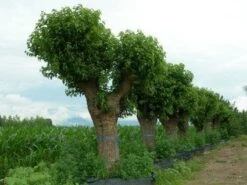Witte Moerbei (Morus Alba) -Aanbiedingen Groene Hekken Winkel 20120214140222 11