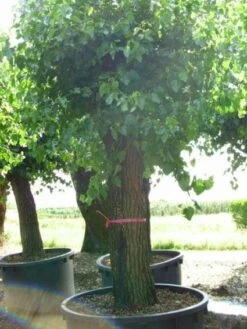 Witte Moerbei (Morus Alba) -Aanbiedingen Groene Hekken Winkel 20120214140237 11