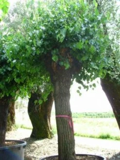 Witte Moerbei (Morus Alba) -Aanbiedingen Groene Hekken Winkel 20120214140252 11