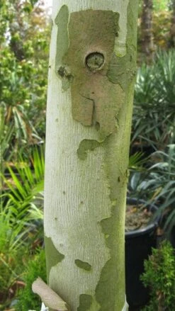 Bolplataan (Platanus 'Alphen's Globe') -Aanbiedingen Groene Hekken Winkel 20120214140558 8