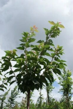 Japanse Sierkers (Prunus Serrulata 'Kanzan') -Aanbiedingen Groene Hekken Winkel 20120214142932 16 1