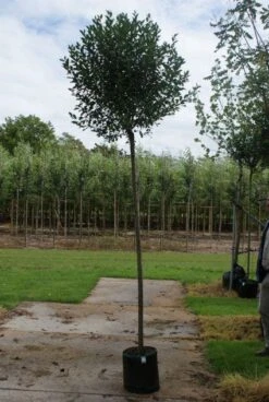 Bolprunus (Prunus Eminens 'Umbraculifera') 11 Bolprunus (Prunus Eminens 'Umbraculifera') -Aanbiedingen Groene Hekken Winkel 20120214143257 16