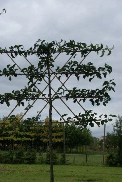 Sierpeer Als Leiboom (Pyrus Calleryana 'Chanticleer') 4 Sierpeer Als Leiboom (Pyrus Calleryana 'Chanticleer') - Afbeelding 2