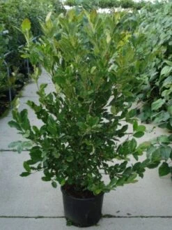 Stermagnolia (Magnolia Stellata) 30 Stermagnolia (Magnolia Stellata) -Aanbiedingen Groene Hekken Winkel 20120214143817 13 1