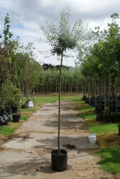 Treursierpeer (Pyrus Salicifolia 'Pendula') -Aanbiedingen Groene Hekken Winkel 20120214143823 9 2