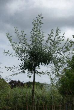 Treursierpeer (Pyrus Salicifolia 'Pendula') -Aanbiedingen Groene Hekken Winkel 20120214143843 9 1