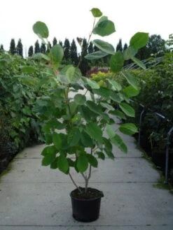 Beverboom (Magnolia Sieboldii) -Aanbiedingen Groene Hekken Winkel 20120214144004 8