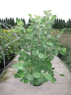 Beverboom (Magnolia Sieboldii) -Aanbiedingen Groene Hekken Winkel 20120214144026 8 2