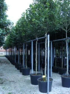 Beverboom (Magnolia Kobus) -Aanbiedingen Groene Hekken Winkel 20120214144339 19 1