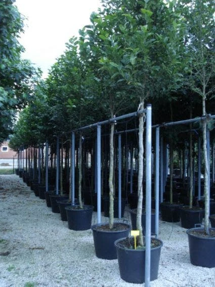 Beverboom (Magnolia Kobus) 9 Beverboom (Magnolia Kobus) - Afbeelding 7