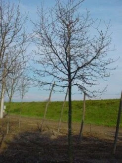 Beverboom (Magnolia Kobus) -Aanbiedingen Groene Hekken Winkel 20120214144416 19