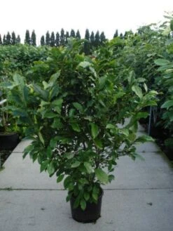 Beverboom, Struik (Magnolia Susan) -Aanbiedingen Groene Hekken Winkel 20120214144559 10