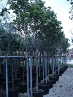 Beverboom (Magnolia 'Galaxy') -Aanbiedingen Groene Hekken Winkel 20120214144656 7 1