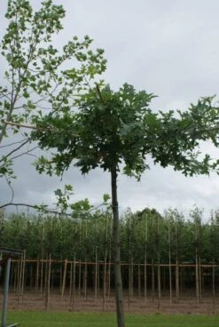 Moeraseik Als Dakboom (Quercus Palustris) -Aanbiedingen Groene Hekken Winkel 20120214144849 10