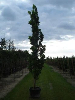 Tulpenboom (Liriodendron Tulipfera 'Fastigiata') -Aanbiedingen Groene Hekken Winkel 20120214150926 6