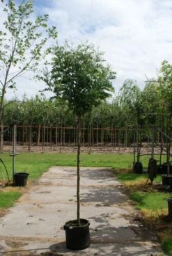 Bolacacia (Robinia Pseudoacacia 'Umbraculifera') -Aanbiedingen Groene Hekken Winkel 20120214153924 24