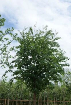Bolacacia (Robinia Pseudoacacia 'Umbraculifera') -Aanbiedingen Groene Hekken Winkel 20120214154019 24 1