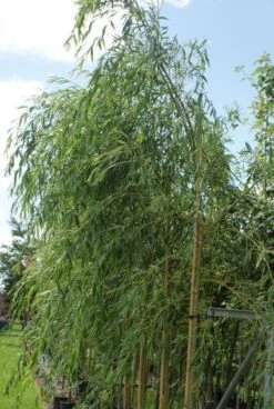 Treurwilg (Salix Sepulcralis 'Chrysocoma') 12 Treurwilg (Salix Sepulcralis 'Chrysocoma') -Aanbiedingen Groene Hekken Winkel 20120214154930 14