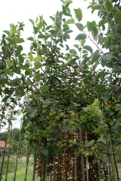 Sierappel (Malus 'Golden Hornet') 5 Sierappel (Malus 'Golden Hornet') - Afbeelding 3