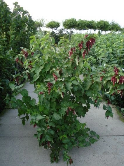 Fazantenbes (Leycesteria Formosa 'Purple Rain') 6 Fazantenbes (Leycesteria Formosa 'Purple Rain') - Afbeelding 4